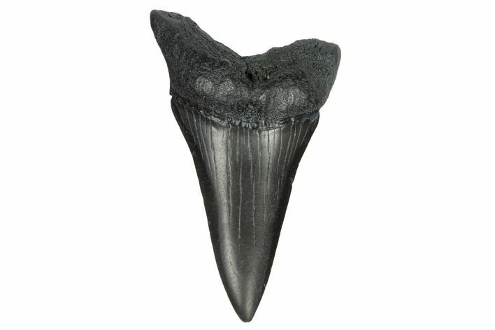 Fossil Broad-Toothed Mako Tooth - South Carolina #172064